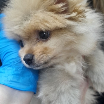 #вопрос_дерматологу У моей собаки перхоть