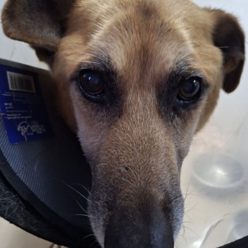 Рекс очень хочет ЖИТЬ