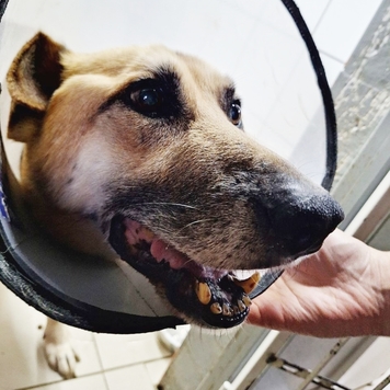 Рекс очень хочет ЖИТЬ