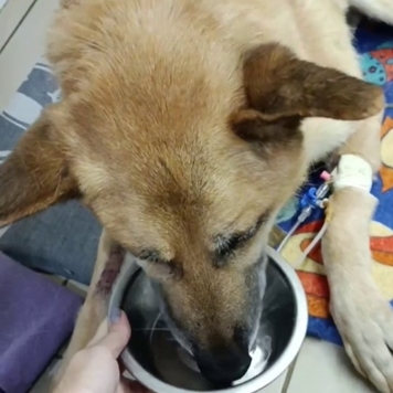 Рекс очень хочет ЖИТЬ