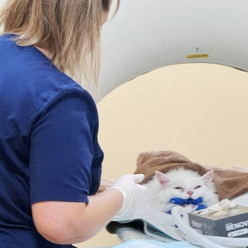 КТ для животных теперь и в Твери - в Клинике БАРС на...