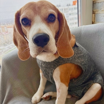 Наши пациенты: Тесса
Бигль Тесса поступила в Ветеринарную...