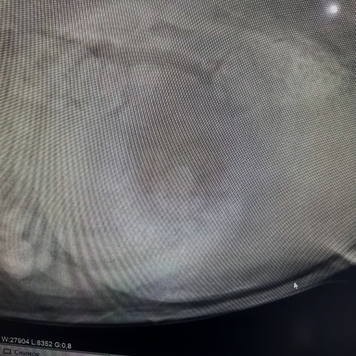 Наши пациенты: Тесса
Бигль Тесса поступила в Ветеринарную...