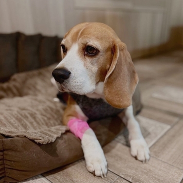 Наши пациенты: Тесса
Бигль Тесса поступила в Ветеринарную...