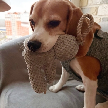 Наши пациенты: Тесса
Бигль Тесса поступила в Ветеринарную...