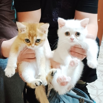 У вас появился щенок или котенок?