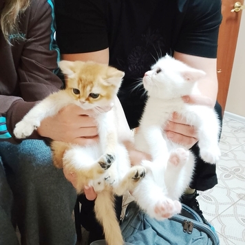 У вас появился щенок или котенок?