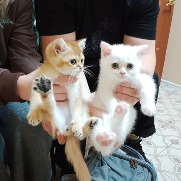 У вас появился щенок или котенок?