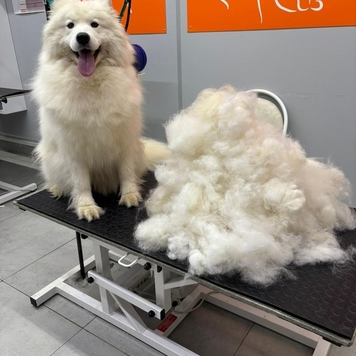 Груминг в БАРСе