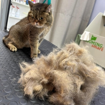 Груминг в БАРСе