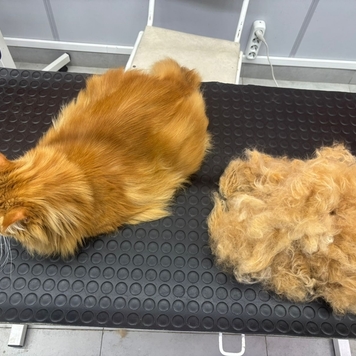 Груминг в БАРСе