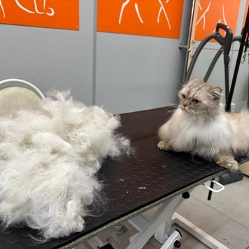 Груминг в БАРСе