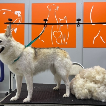 Груминг в БАРСе