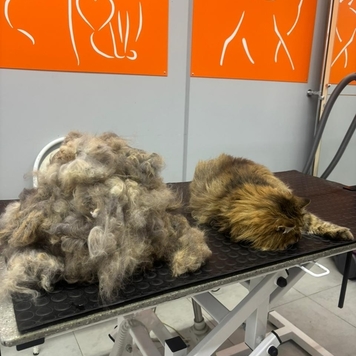 Груминг в БАРСе