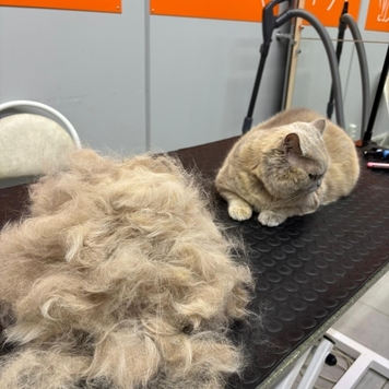 Груминг в БАРСе