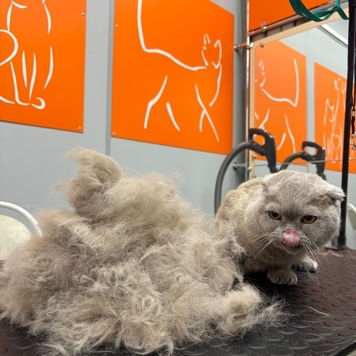 Груминг в БАРСе