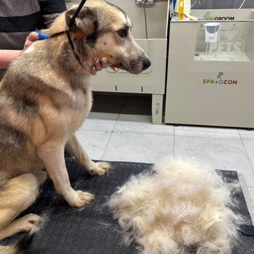 Груминг в БАРСе