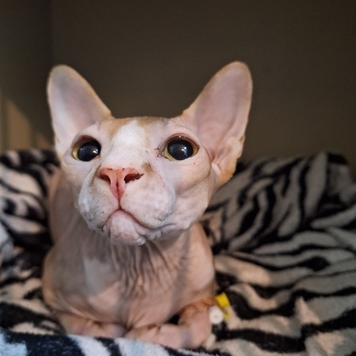 Наши пациенты: Толик
Толе повезло: Толя съел игрушку, но...