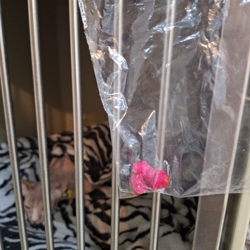 Наши пациенты: Толик
Толе повезло: Толя съел игрушку, но...