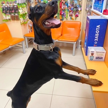 Сама, всё сама!