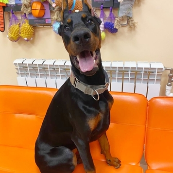 Сама, всё сама!