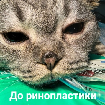 Наши пациенты: шотландец Микки