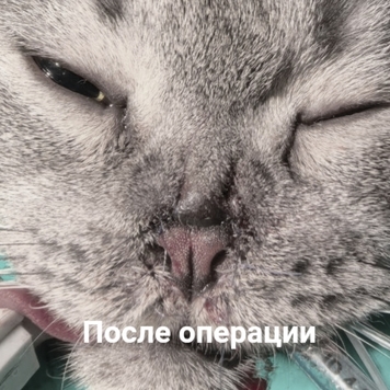 Наши пациенты: шотландец Микки