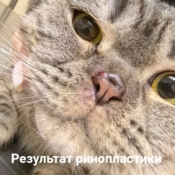 Наши пациенты: шотландец Микки