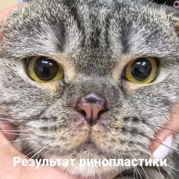 Наши пациенты: шотландец Микки