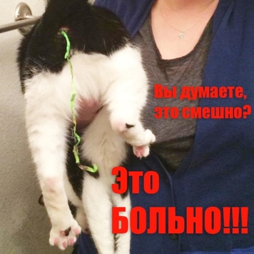 Если у вас дома живет кошка, не вешайте на елку новогодний дождик!