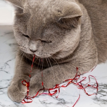 Коллектив Ветеринарного комплекса БАРС напоминает: 
‼ Не...