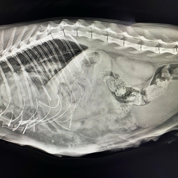 Наши пациенты: Василиса