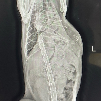 Наши пациенты: Василиса