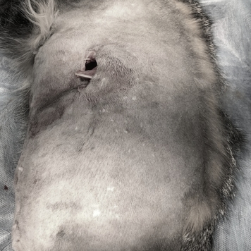 Наши пациенты: Василиса