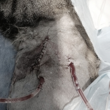 Наши пациенты: Василиса