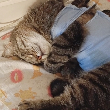 Наши пациенты: Василиса