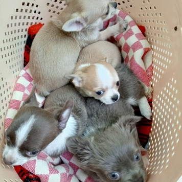 Вакцинация в БАРСе