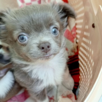 Вакцинация в БАРСе