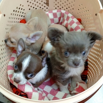 Вакцинация в БАРСе