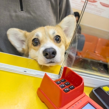 Наши пациенты: милочка Милли
Это тот случай, когда...