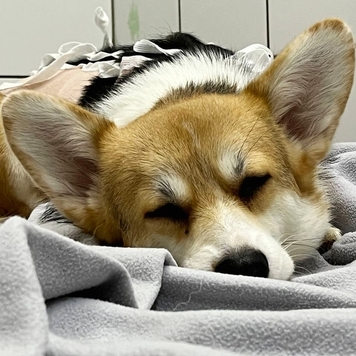 Наши пациенты: милочка Милли
Это тот случай, когда...