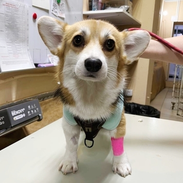 Наши пациенты: милочка Милли
Это тот случай, когда...