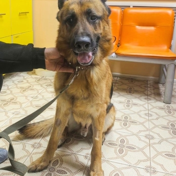 Наши пациенты: Дарф