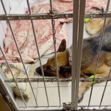 Наши пациенты: Дарф