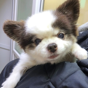 У вас дома появился щенок или котенок?