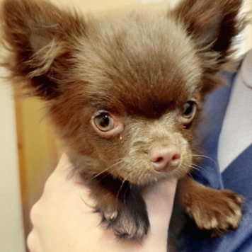 У вас дома появился щенок или котенок?