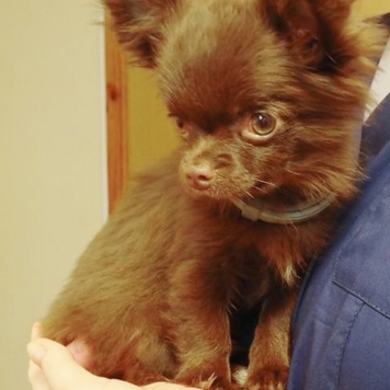 У вас дома появился щенок или котенок?