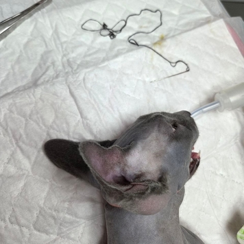 Наши пациенты: Василиса и иголка с ниткой