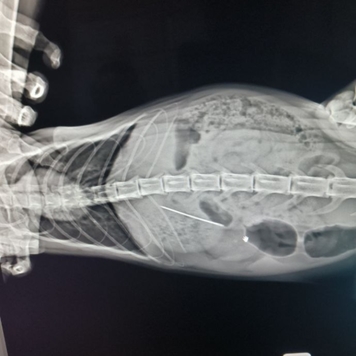 Наши пациенты: Василиса и иголка с ниткой