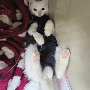 Ваши питомцы в стационаре БАРСа